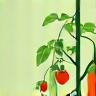 Edible Garden Design Icon